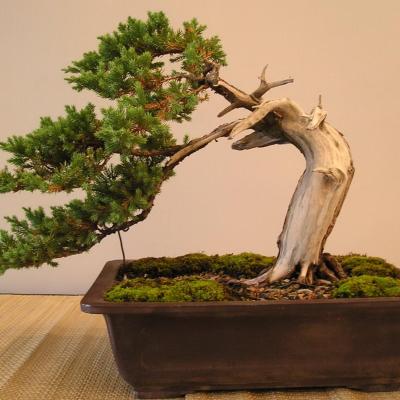 Bonzai Archive