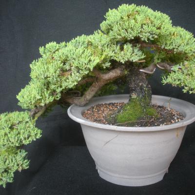 Bonzai Gallery2