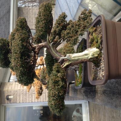 Bonzai Gallery3