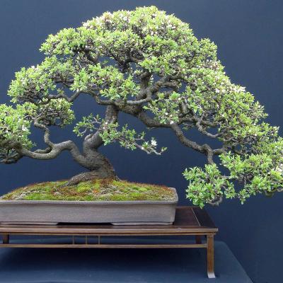 Bonzai Image
