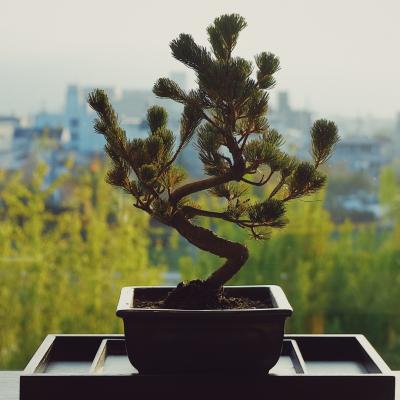 Bonzai2